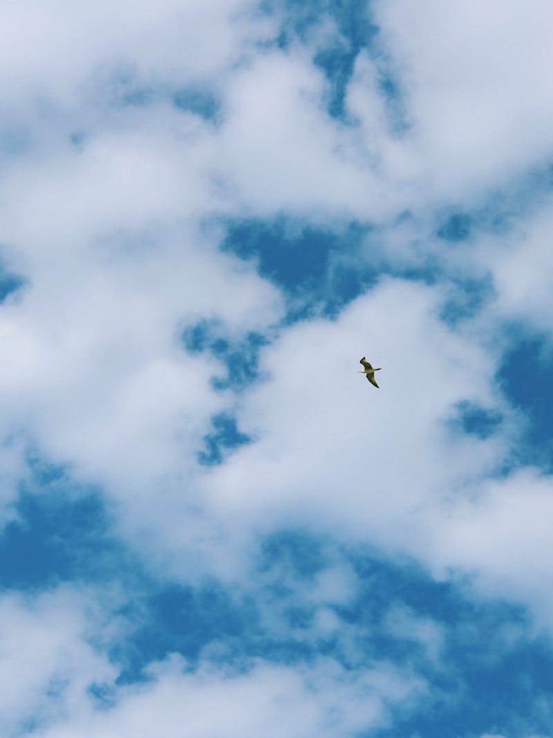 Pássaro voando sob um céu azul com nuvens